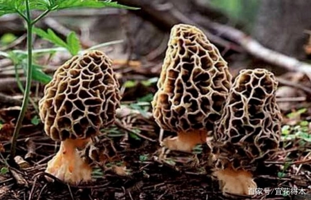 蘑菇小常识（中）10种味道鲜美的蘑菇，哪一种是菌中之王？插图58